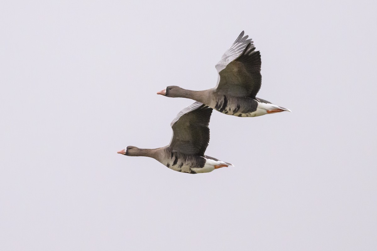 Greater White-fronted Goose (Eurasian) - ML639736633
