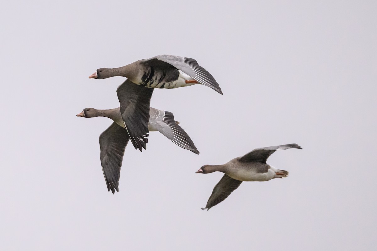 Greater White-fronted Goose (Eurasian) - ML639736634