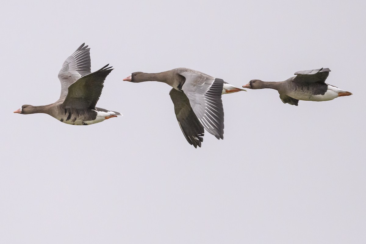 Greater White-fronted Goose (Eurasian) - ML639736635