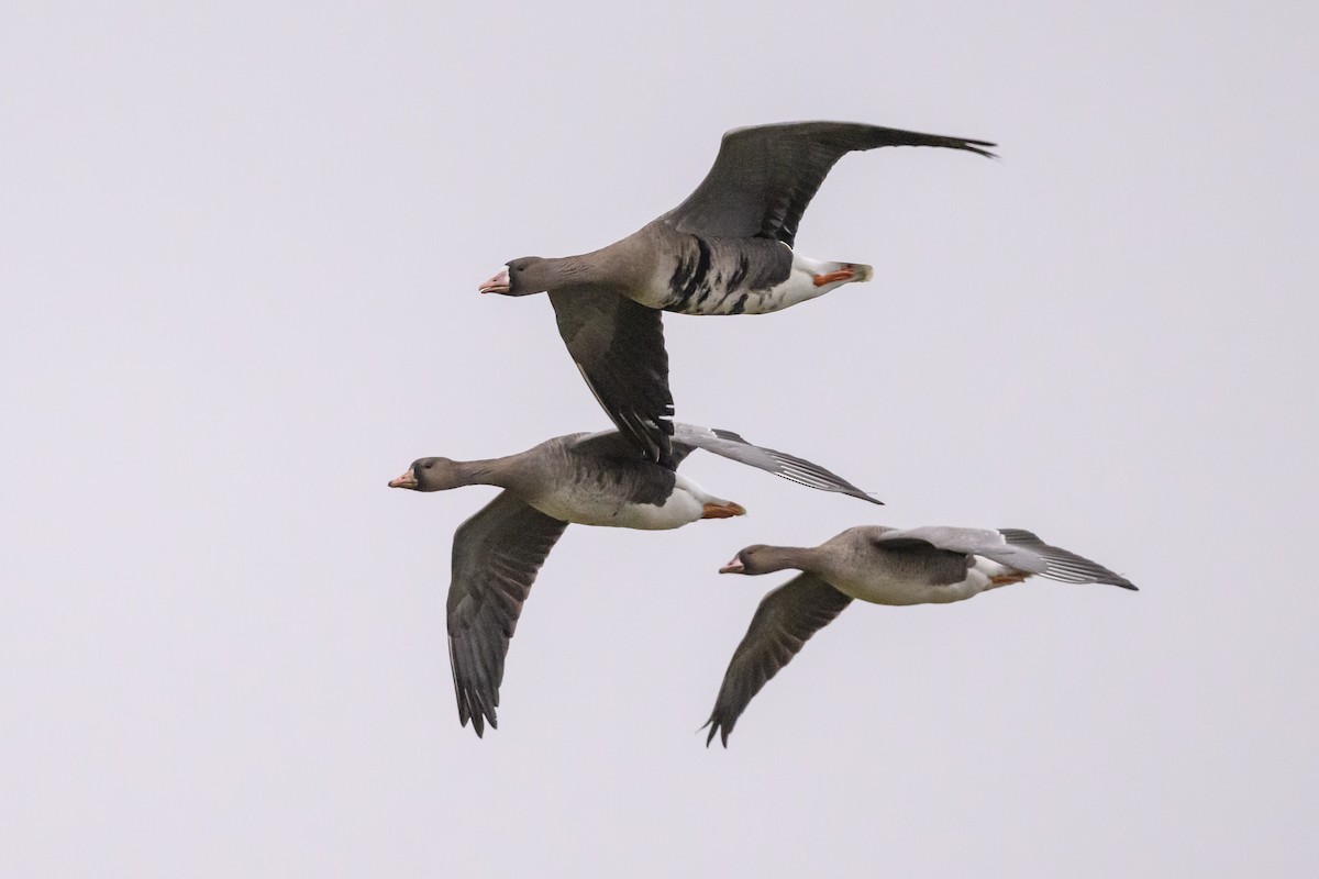Greater White-fronted Goose (Eurasian) - ML639736636