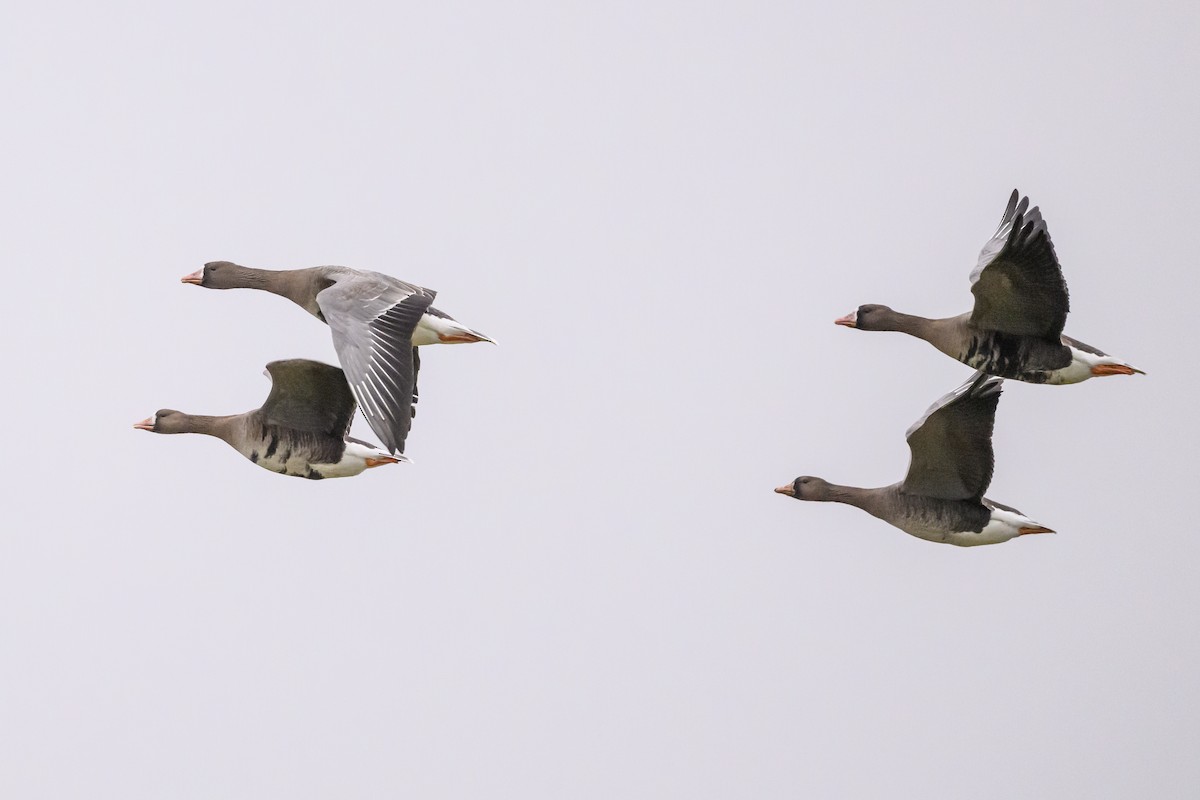 Greater White-fronted Goose (Eurasian) - ML639736637