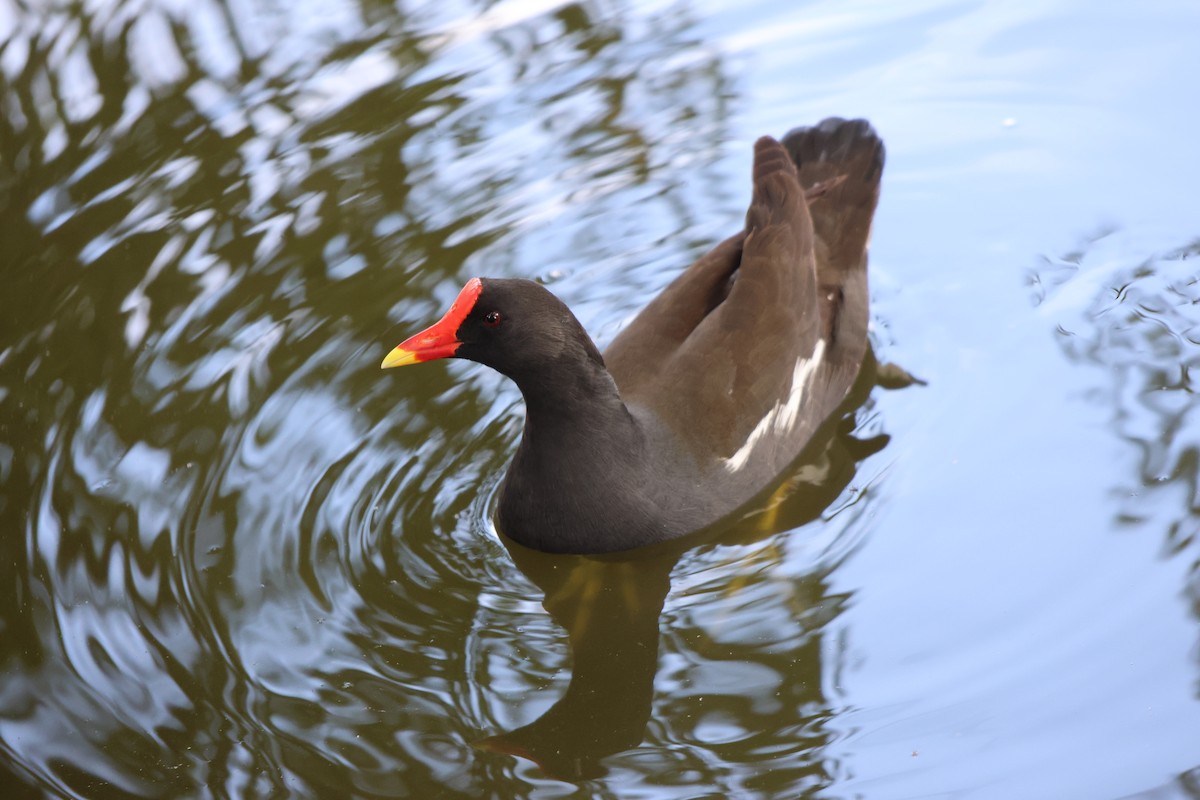 Хажилгат түнжүүр - ML639736872