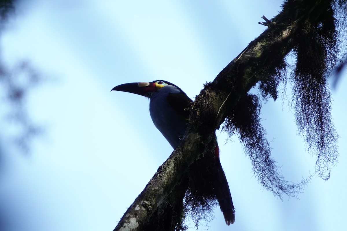 Plate-billed Mountain-Toucan - ML639736949