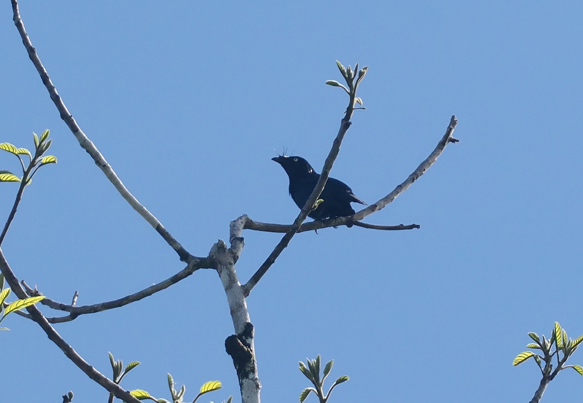 Yellow-eyed Starling - ML639737003