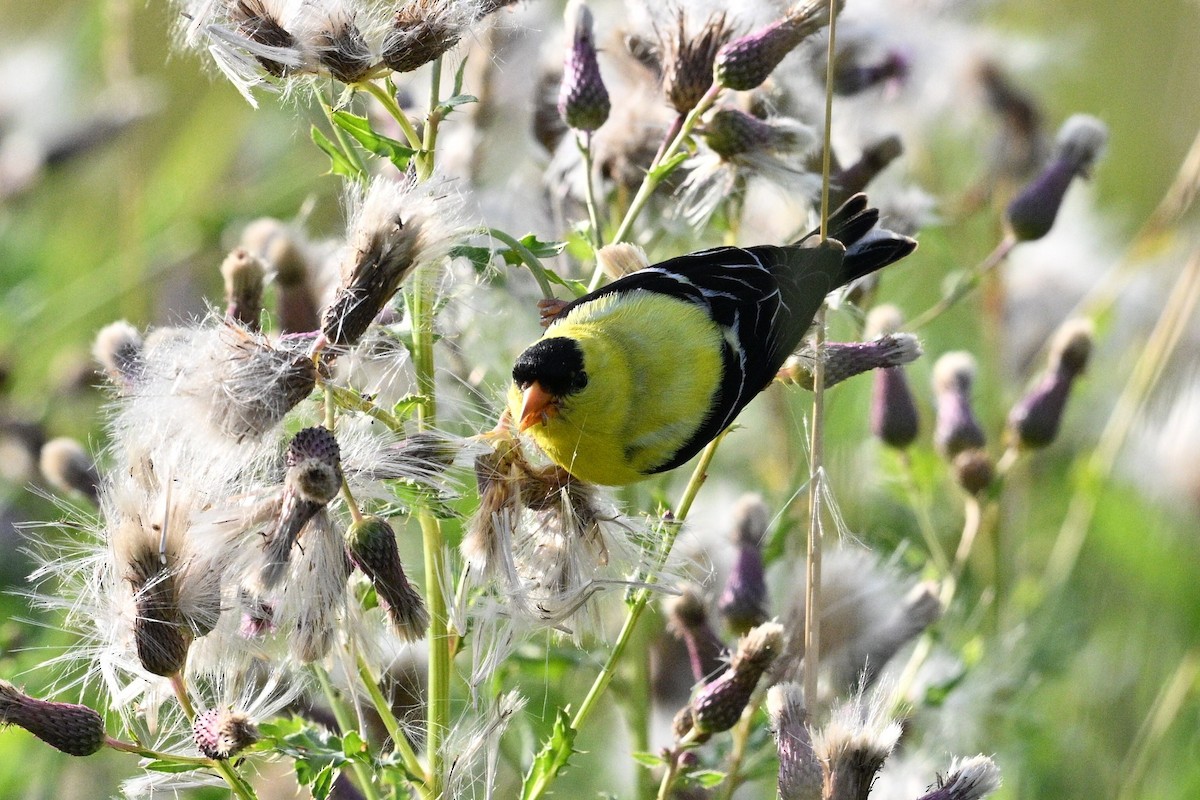 American Goldfinch - ML639737010