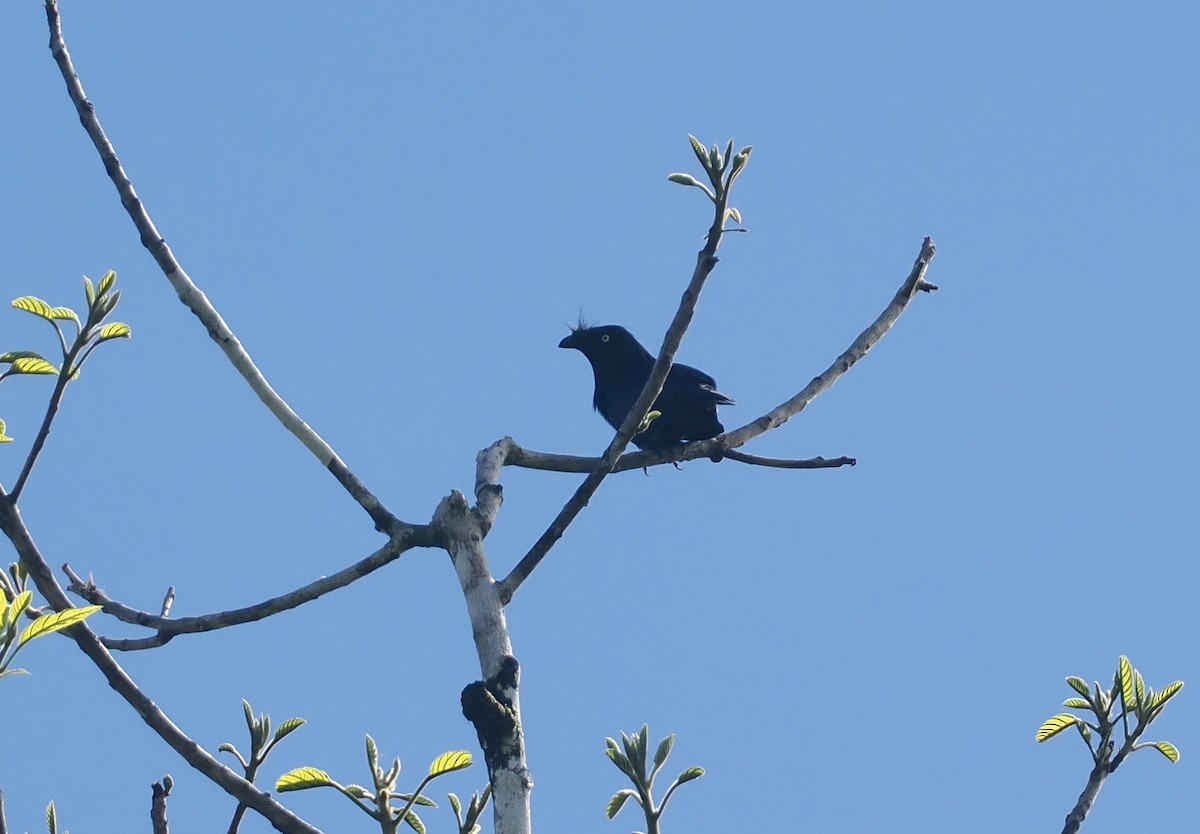 Yellow-eyed Starling - ML639737042