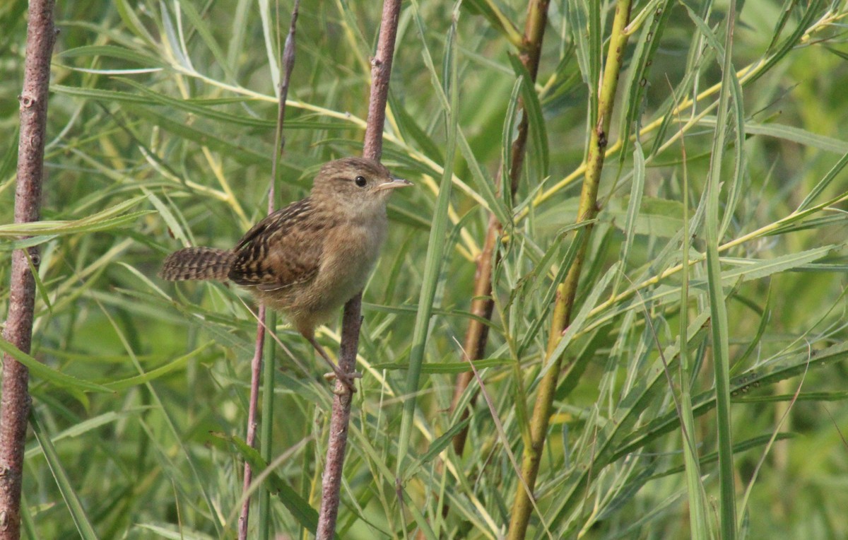 Sedge Wren - ML639737077