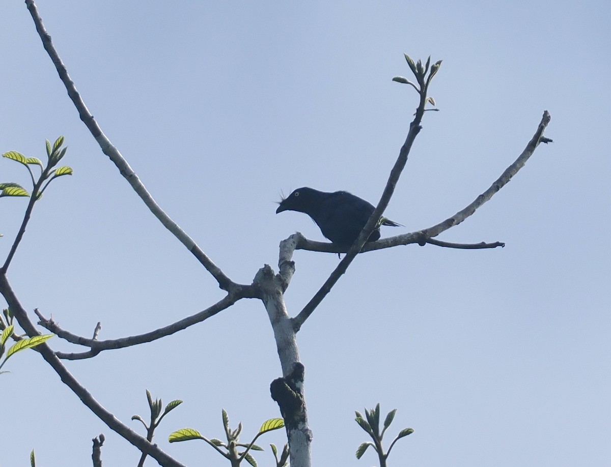 Yellow-eyed Starling - ML639737079