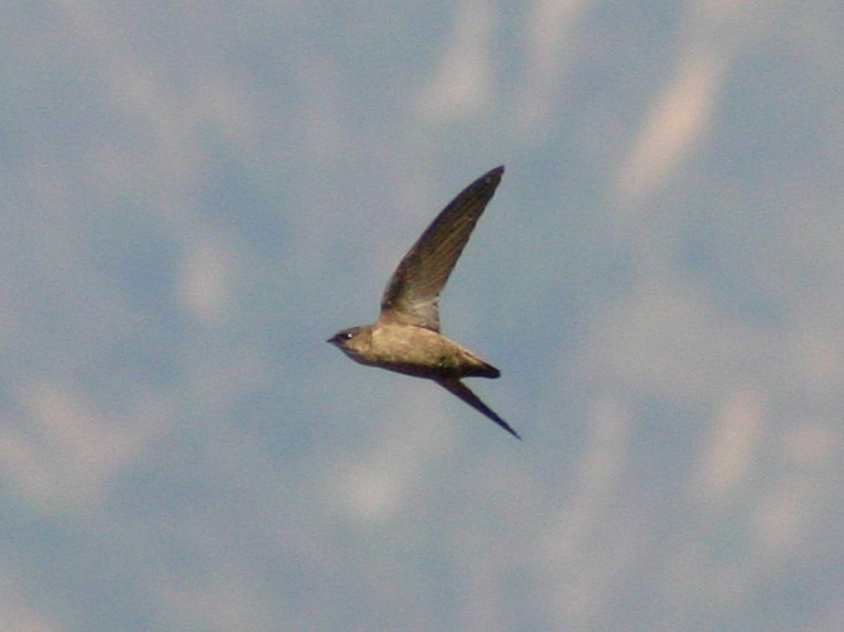 Vencejo de Vaux - ML639737114
