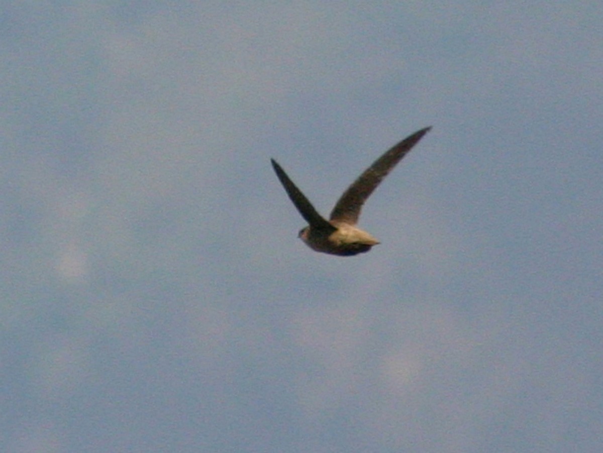 Vencejo de Vaux - ML639737115