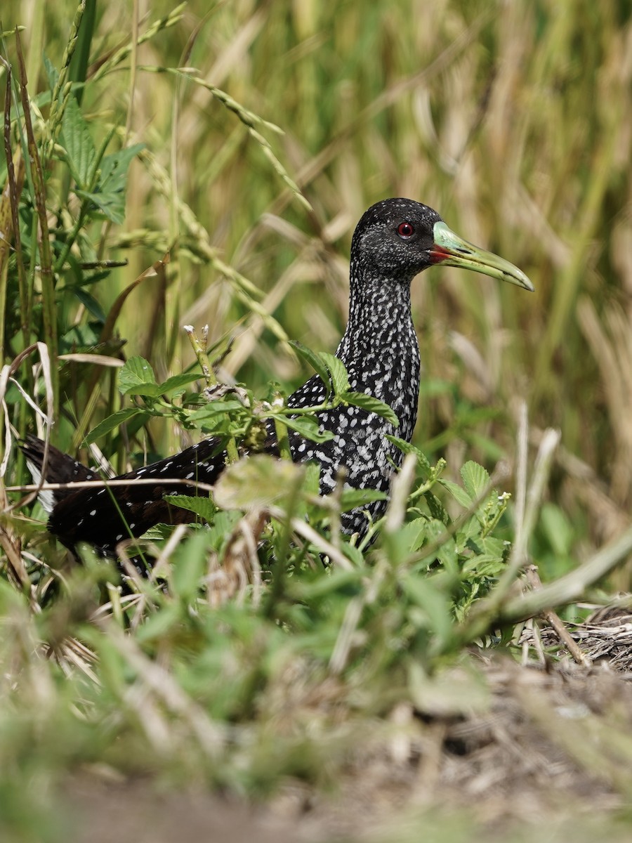 Spotted Rail - ML639737152