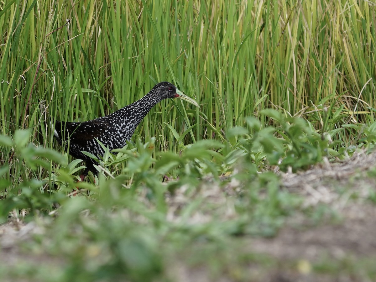Spotted Rail - ML639737153