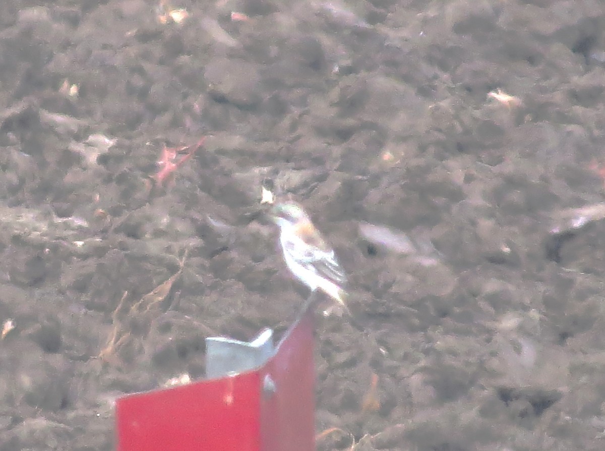 Red-backed Shrike - ML639737187