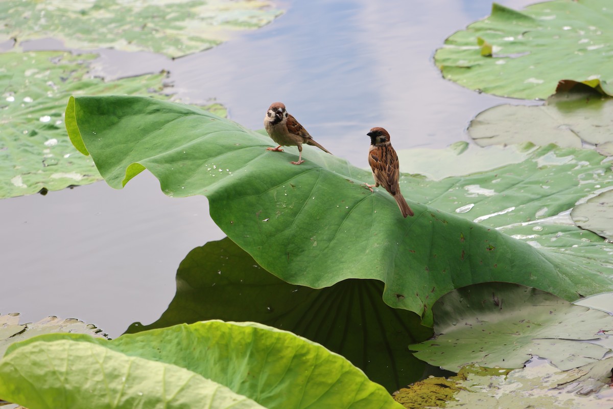 Хээрийн бор шувуу - ML639737229