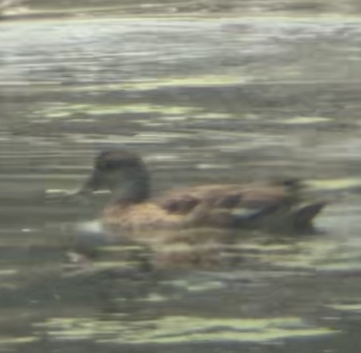 Gadwall - ML639737255