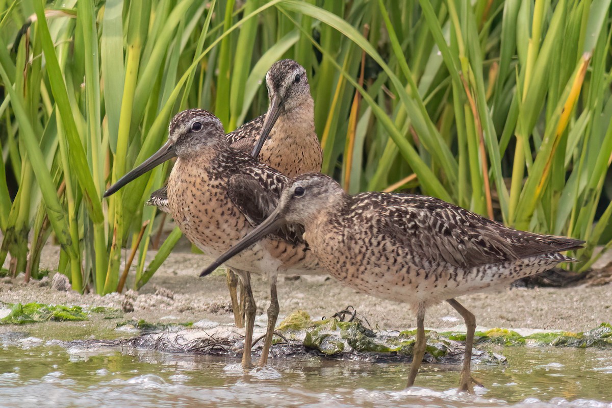 Short-billed Dowitcher - ML639737293