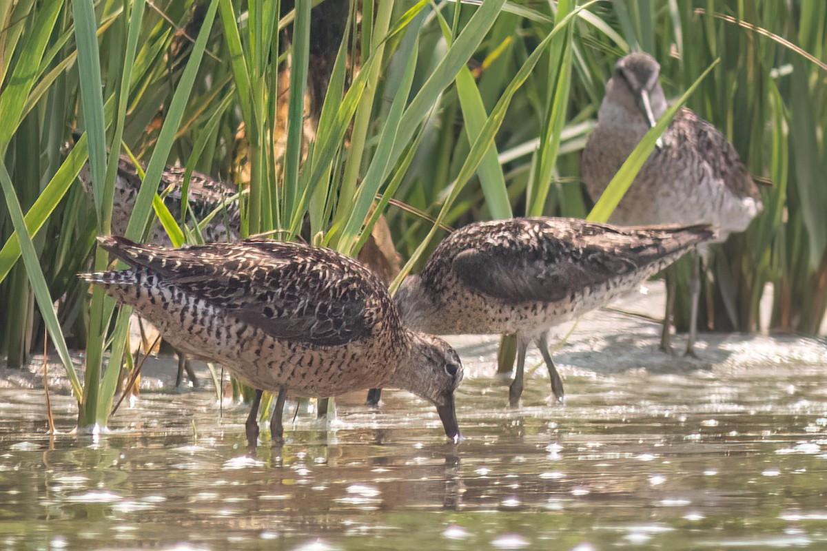 Short-billed Dowitcher (hendersoni) - ML639737300