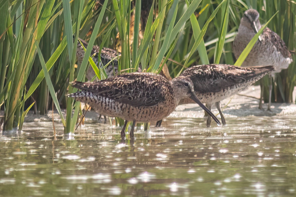 Short-billed Dowitcher (hendersoni) - ML639737301