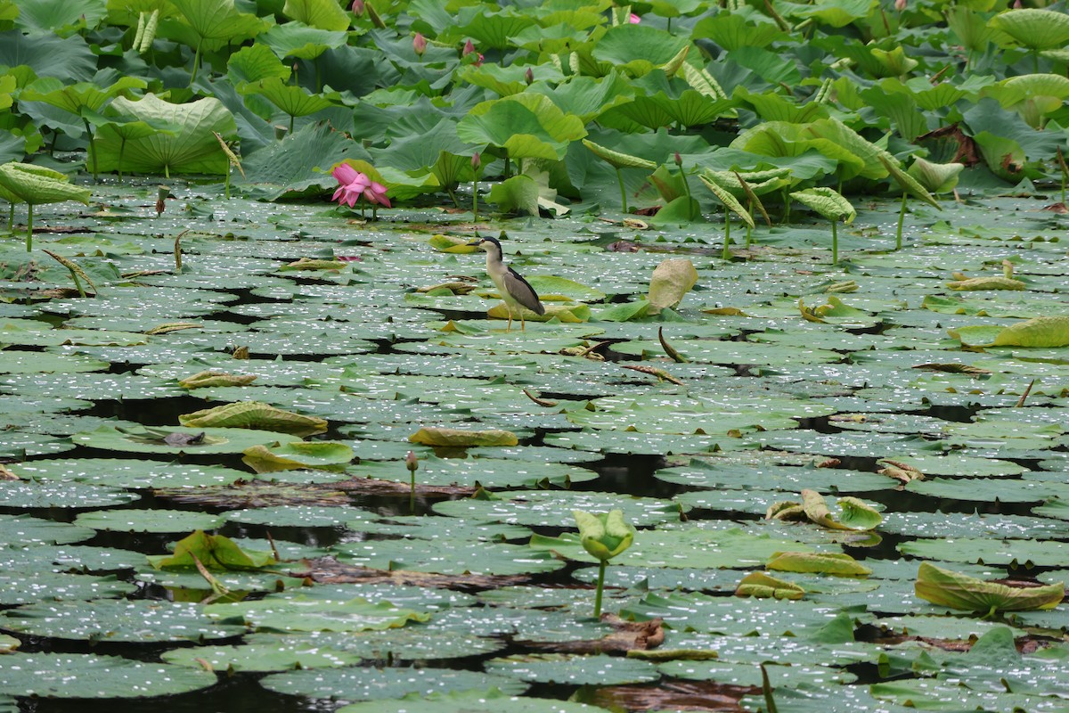 Ногоовор зашин - ML639737370