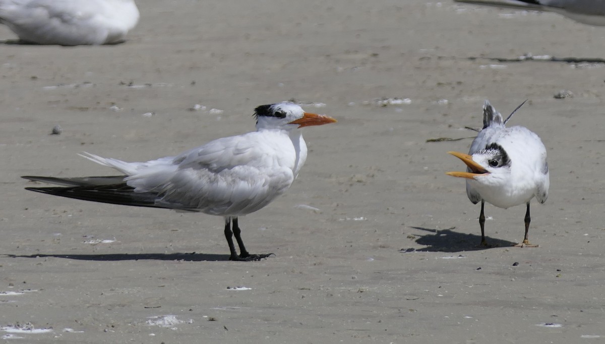 Royal Tern - ML639737380