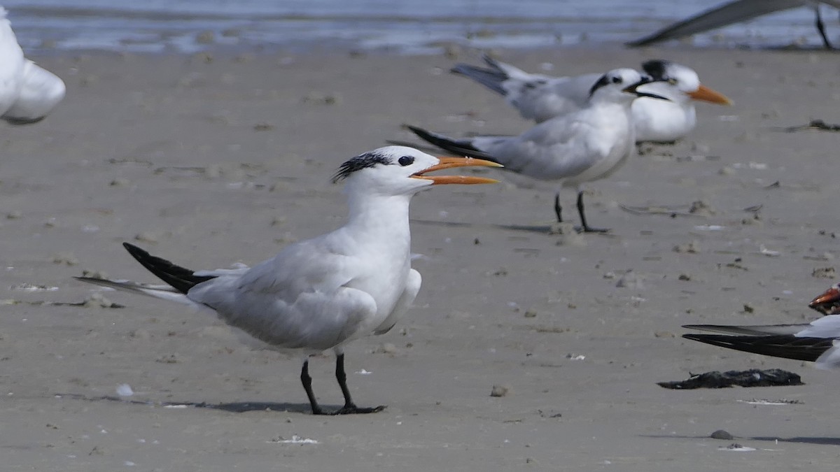 Royal Tern - ML639737392