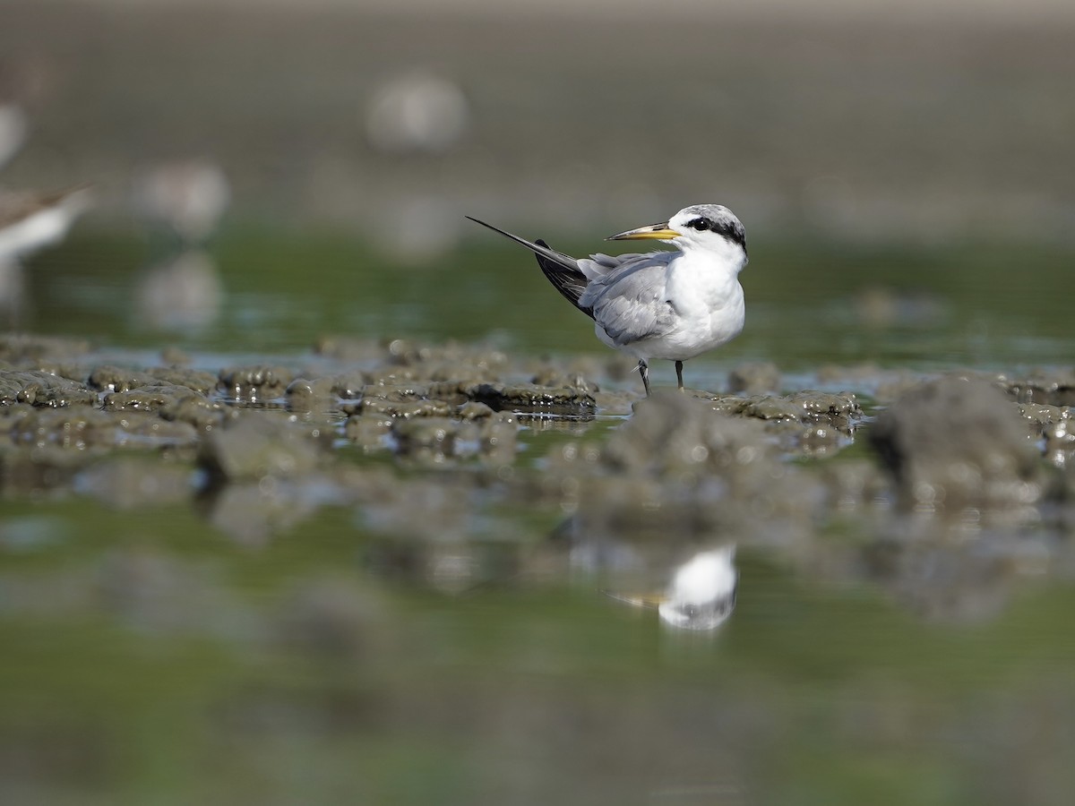 Yellow-billed Tern - ML639737395