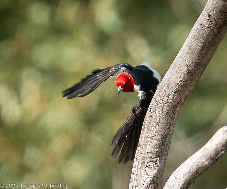 Red-headed Woodpecker - ML639737442