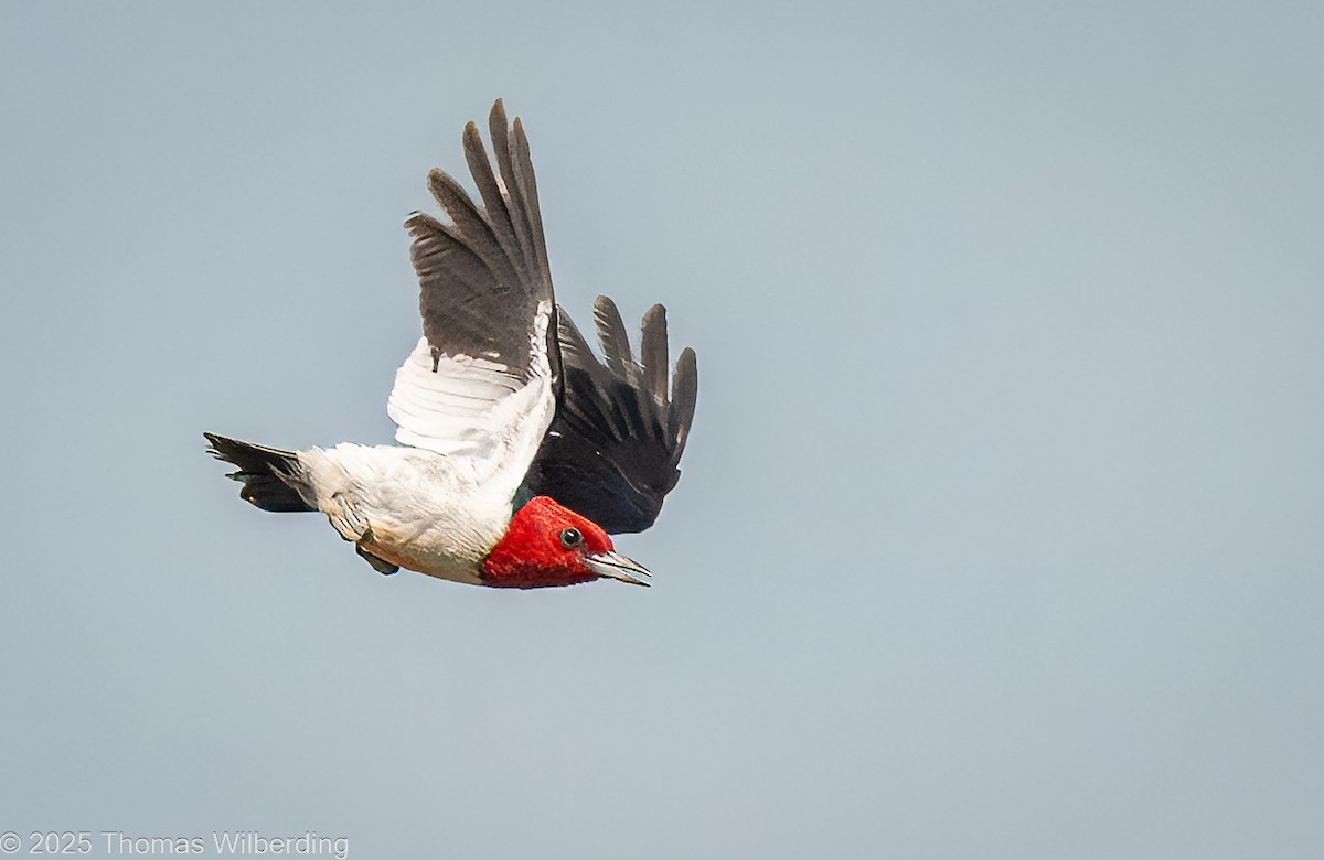 Red-headed Woodpecker - ML639737444