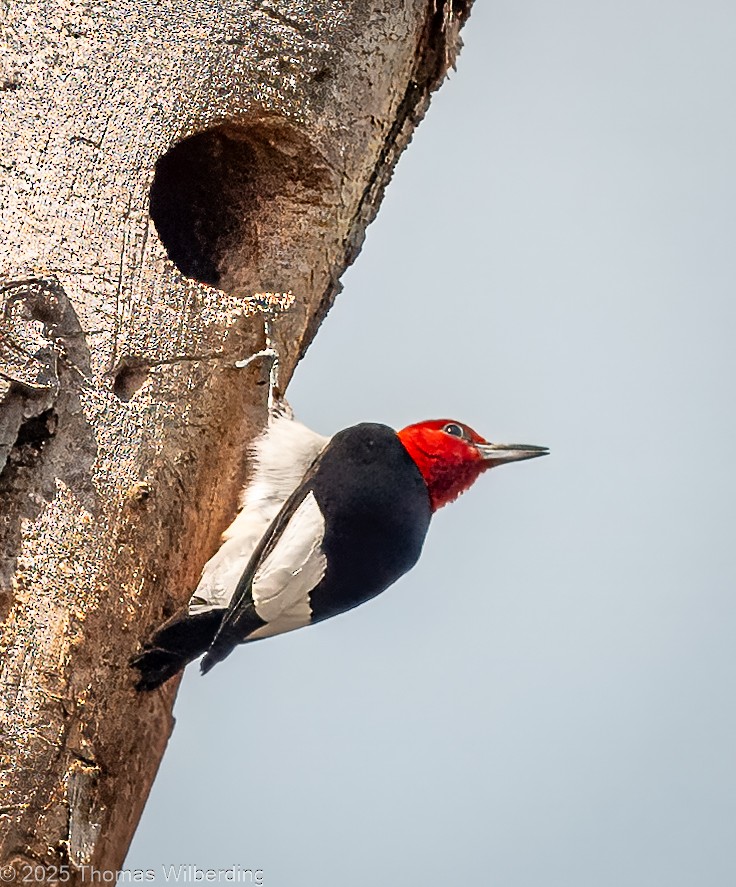 Red-headed Woodpecker - ML639737445
