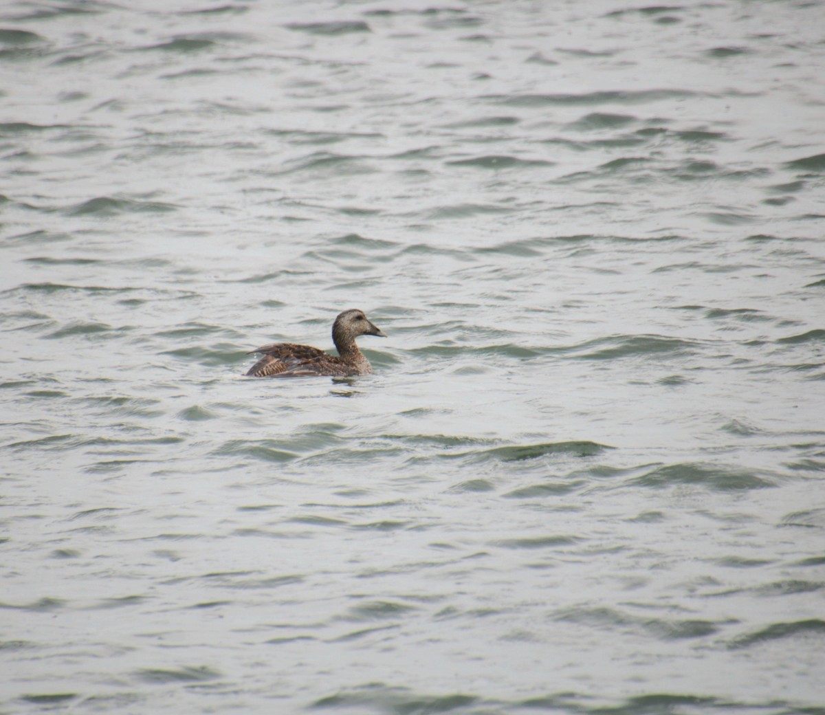 Common Eider (Dresser's) - ML639737484