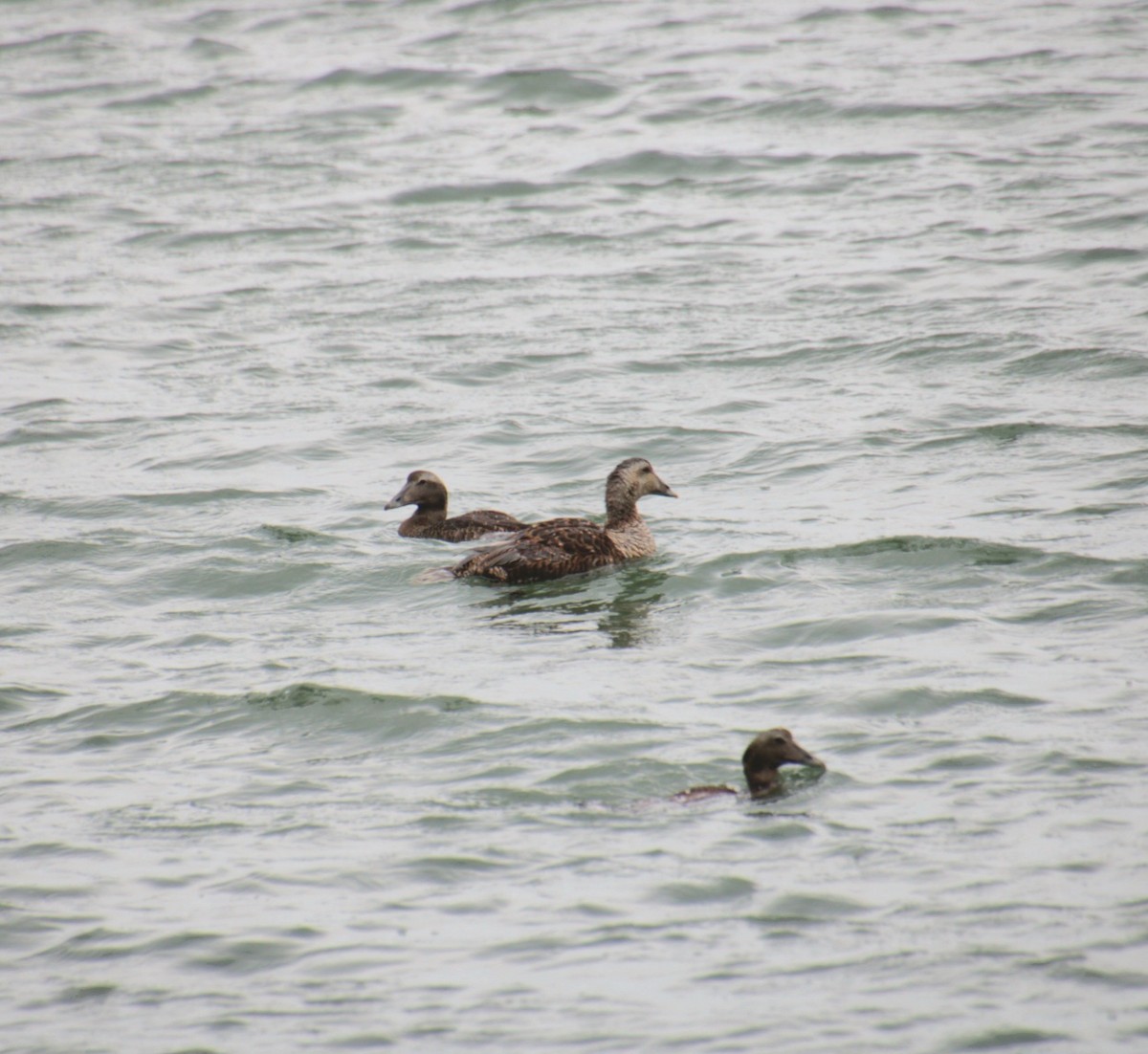 Common Eider (Dresser's) - ML639737485