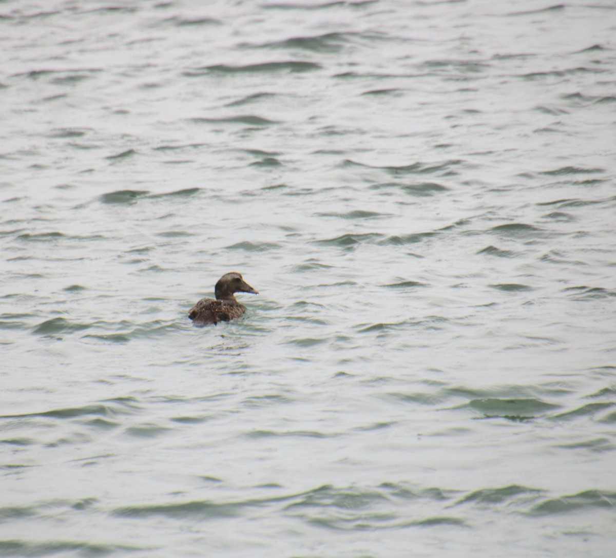 Common Eider (Dresser's) - ML639737486