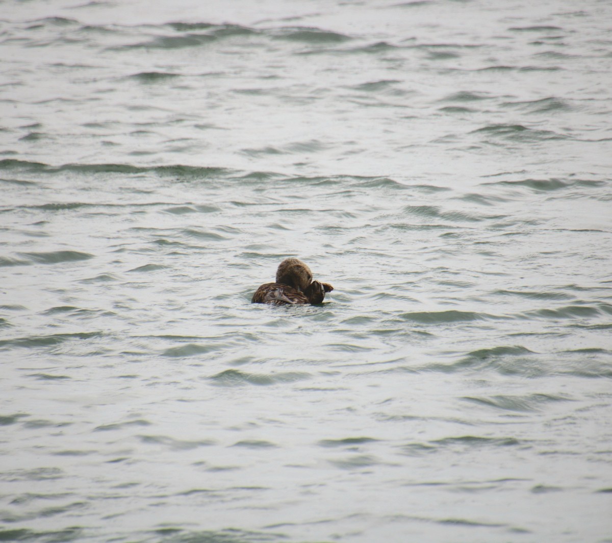 Common Eider (Dresser's) - ML639737487