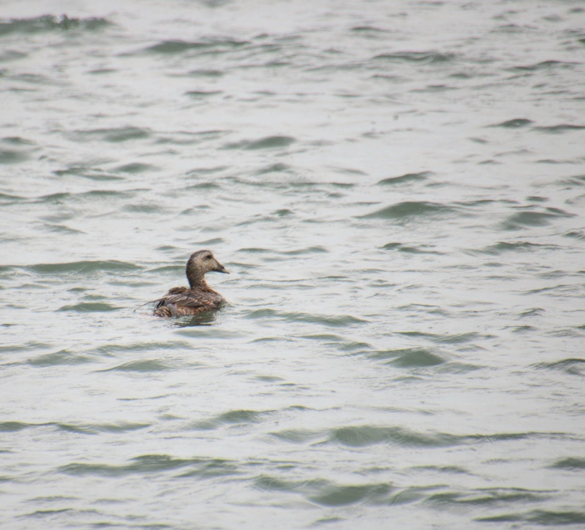Common Eider (Dresser's) - ML639737488