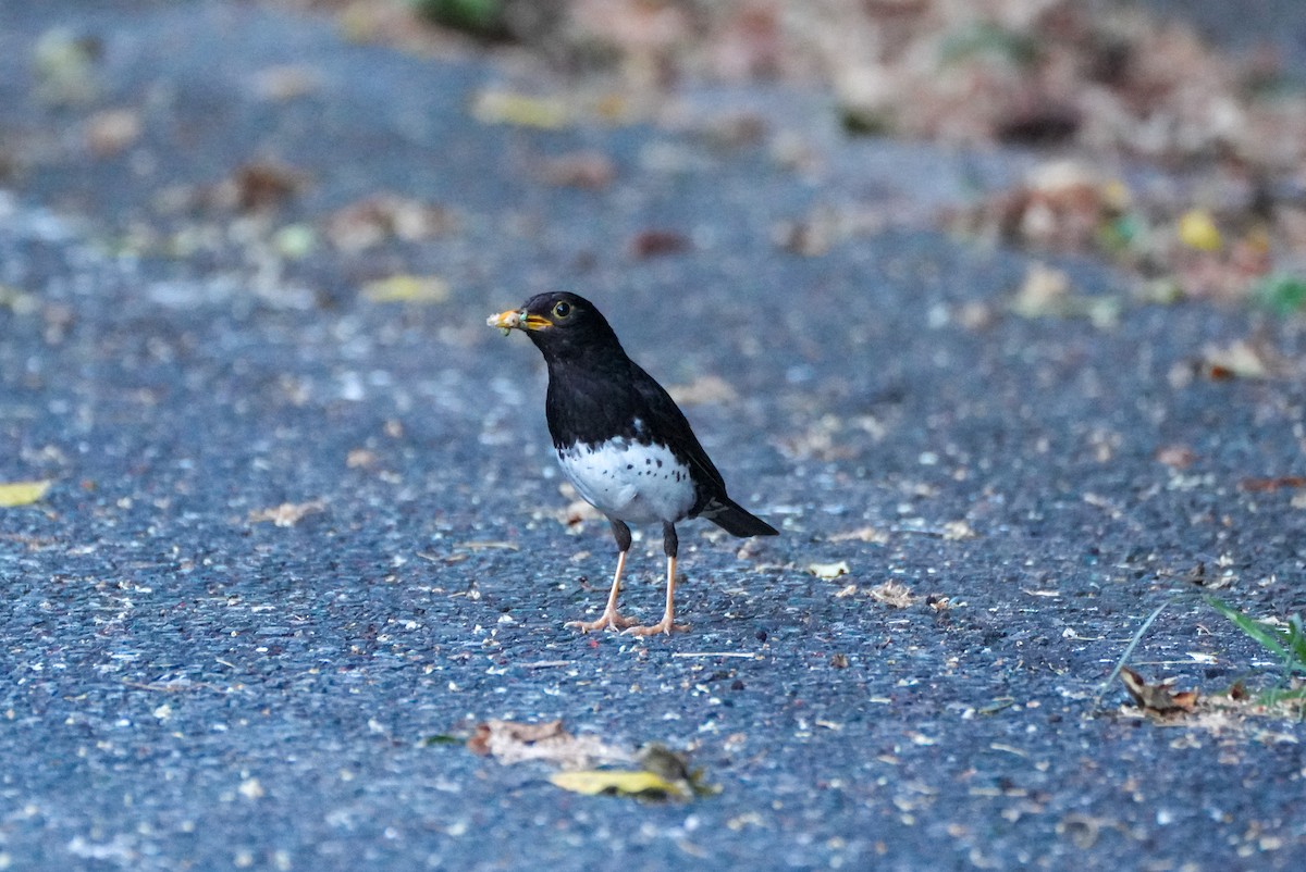 Japanese Thrush - ML639737535