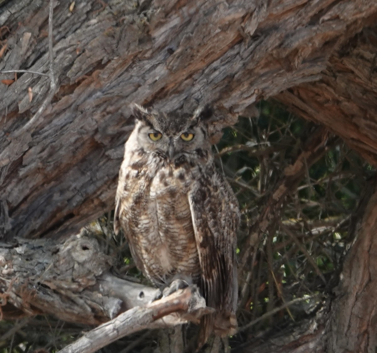 Great Horned Owl - ML639737572