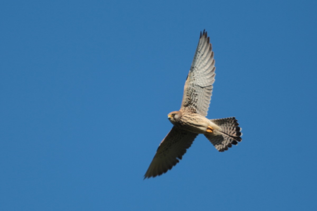 Lesser Kestrel - ML639737624