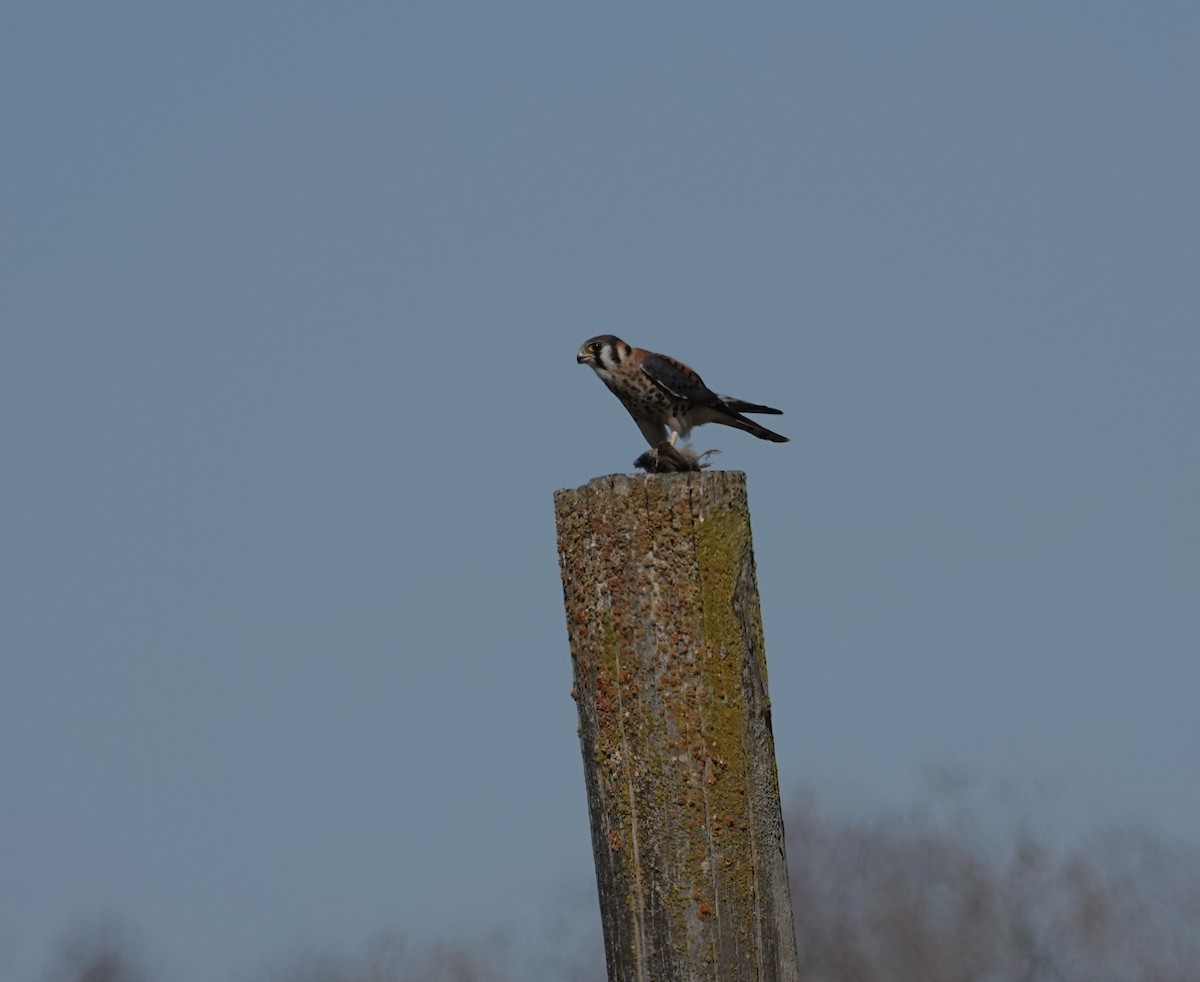 American Kestrel - ML639737632