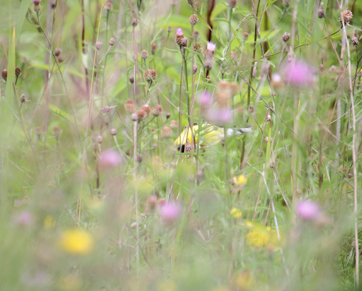 American Goldfinch - ML639737688