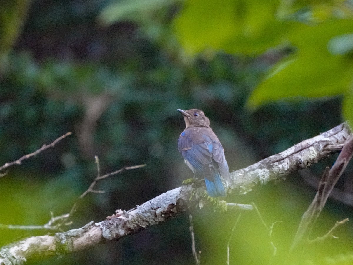 Blue-and-white Flycatcher - ML639737697