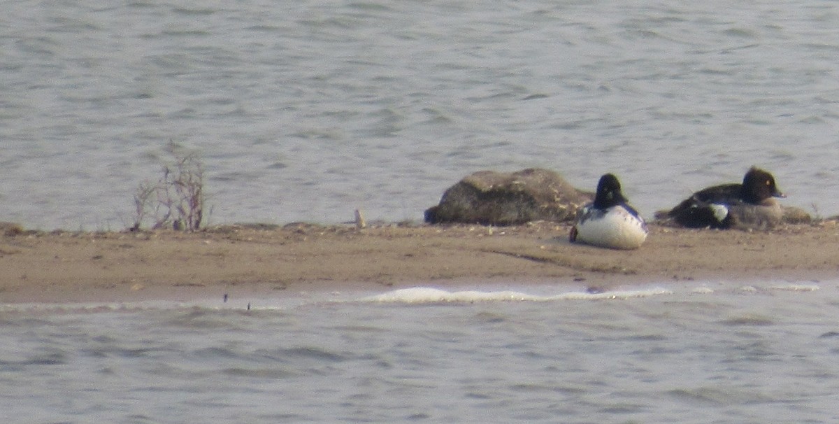 Common Goldeneye - ML639737707