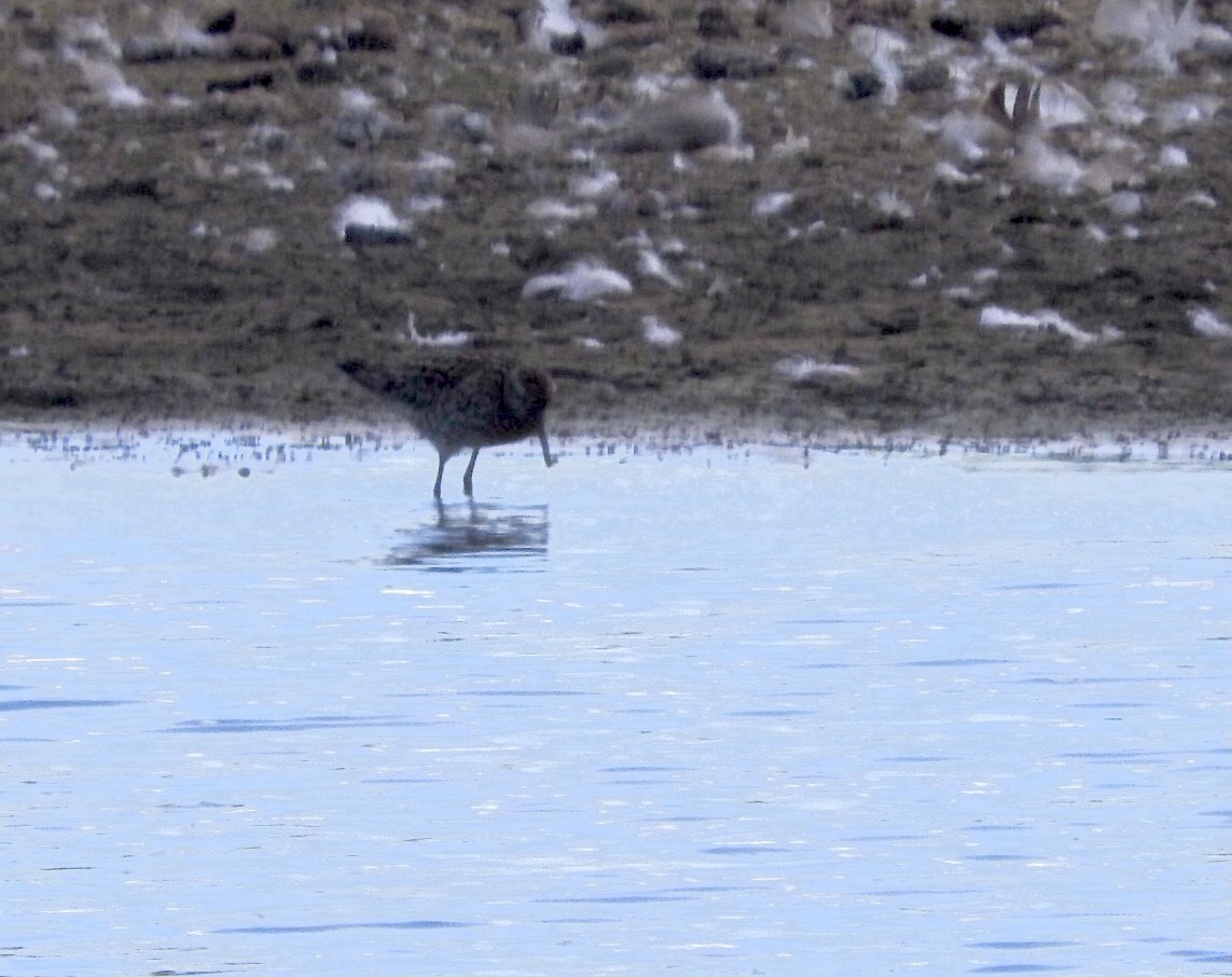 Sharp-tailed Sandpiper - ML639737745