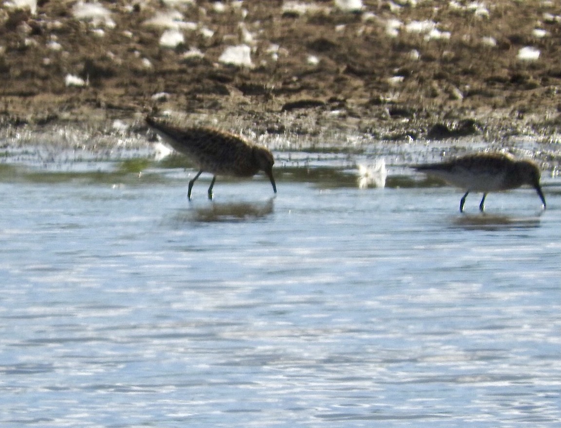 Sharp-tailed Sandpiper - ML639737746