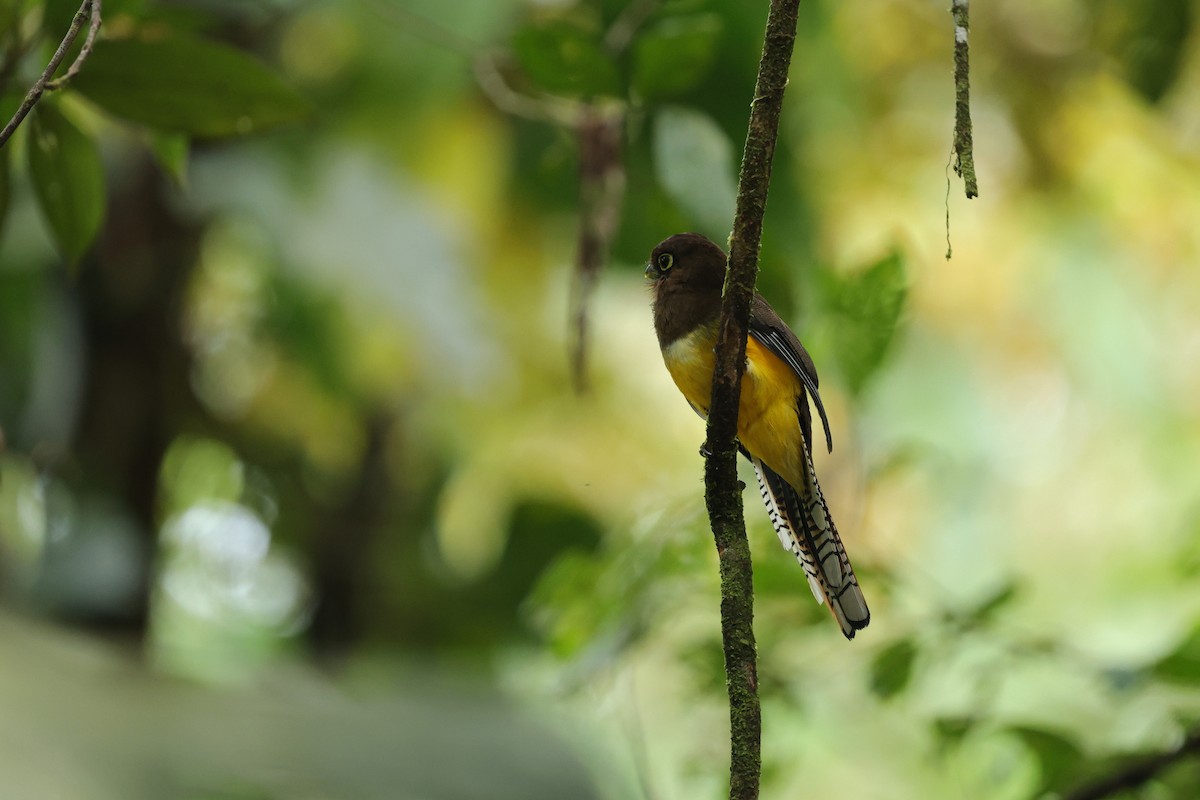 Choco Black-throated Trogon - ML639737750