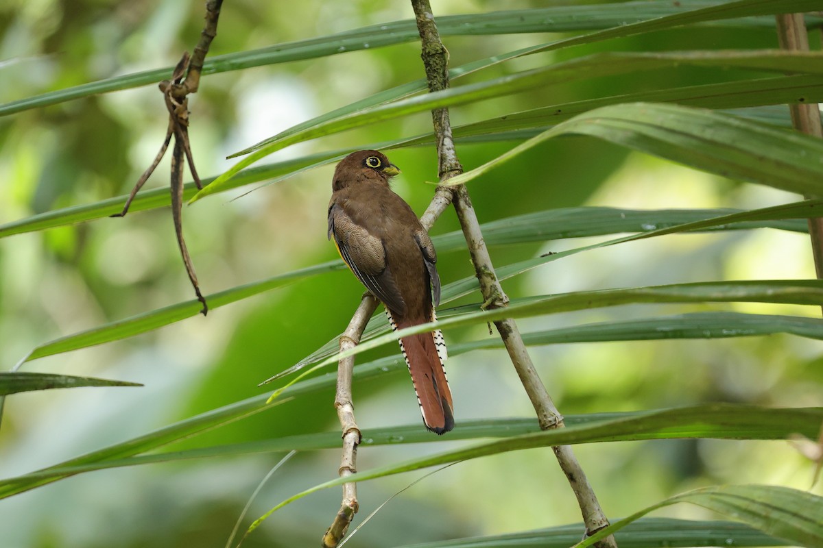Choco Black-throated Trogon - ML639737751