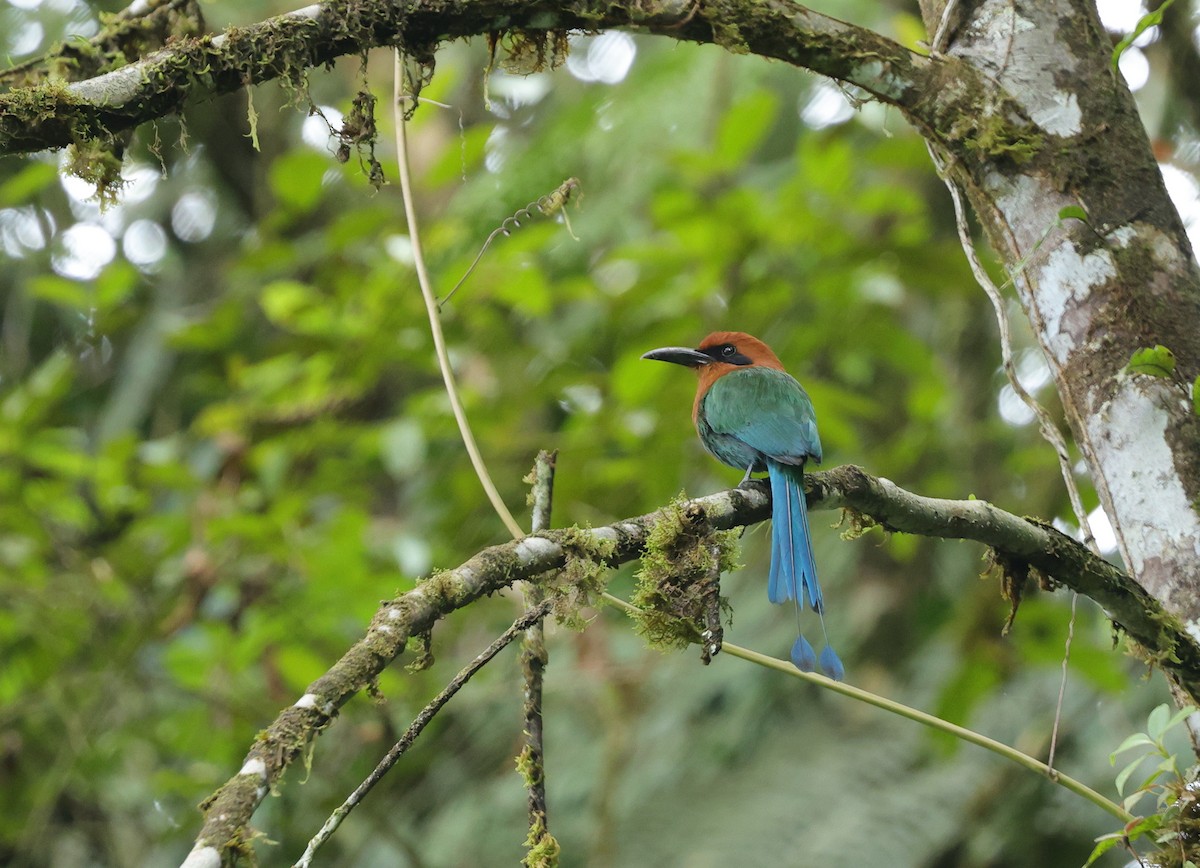Broad-billed Motmot - ML639737763