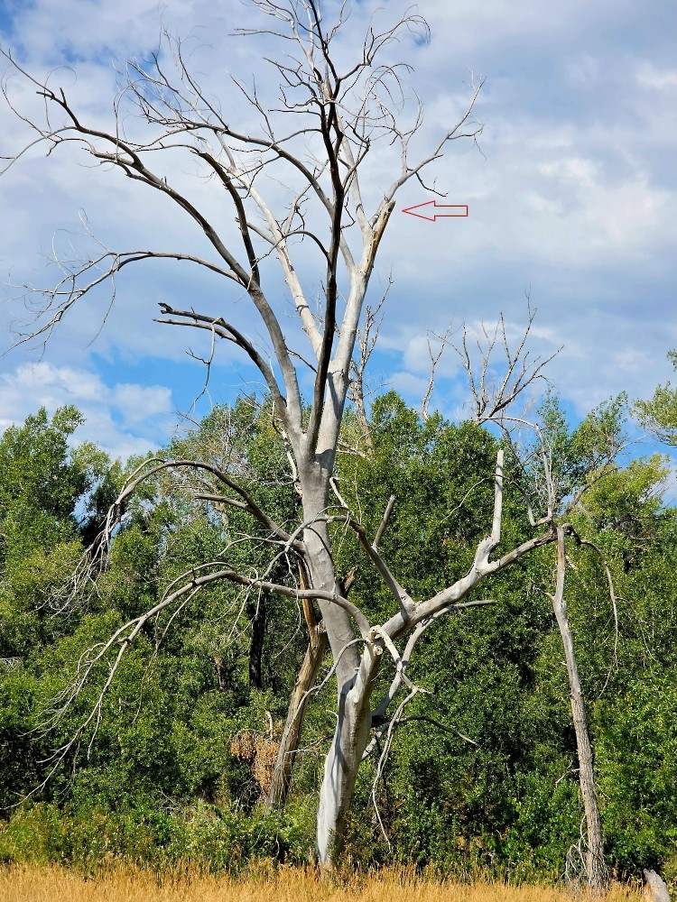 Red-headed Woodpecker - ML639737850