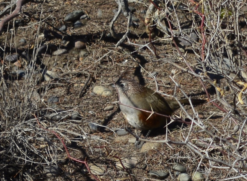 Crested Gallito - ML639737893