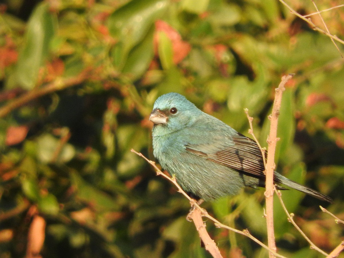 Glaucous-blue Grosbeak - ML639737900