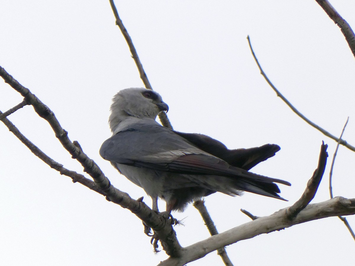 Missisipi Çaylağı - ML639737919